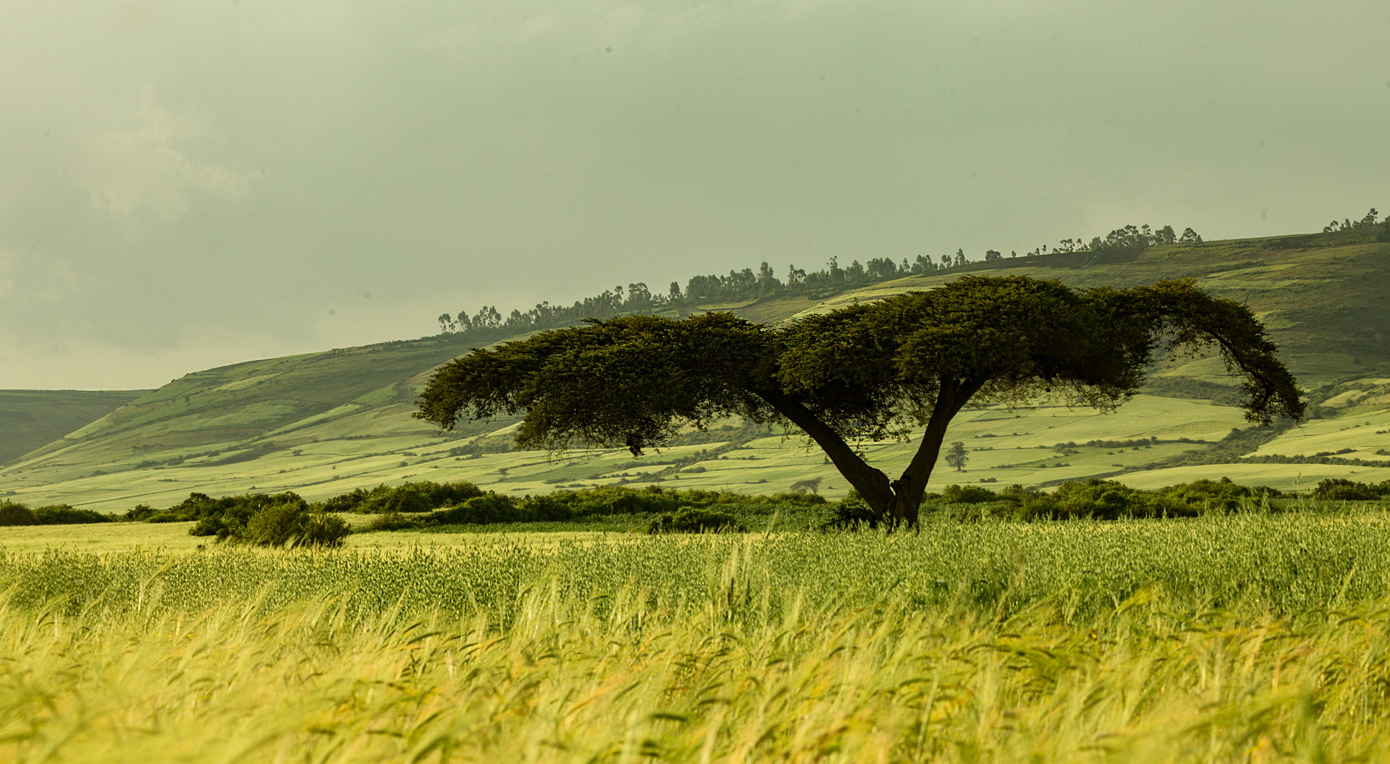 A stunning capture of Ethiopia's landscape with wheat fields © Christian Boix