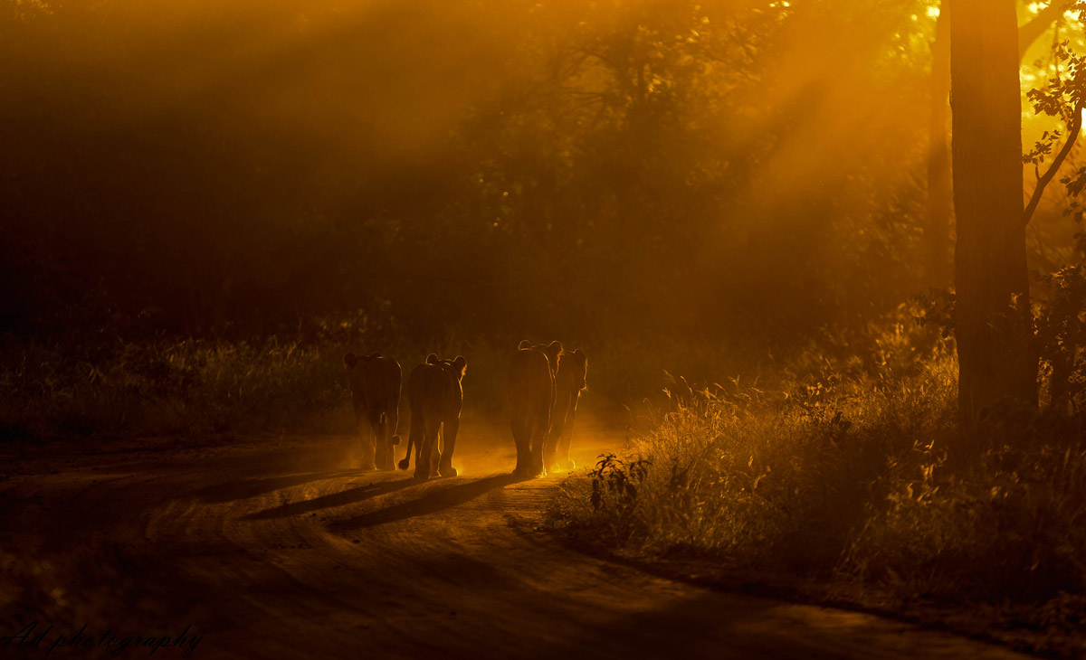 A mother lion and her three cubs walk into the sunset in Maseke Balule Game Reserve, South Africa © Adrian van Zyl