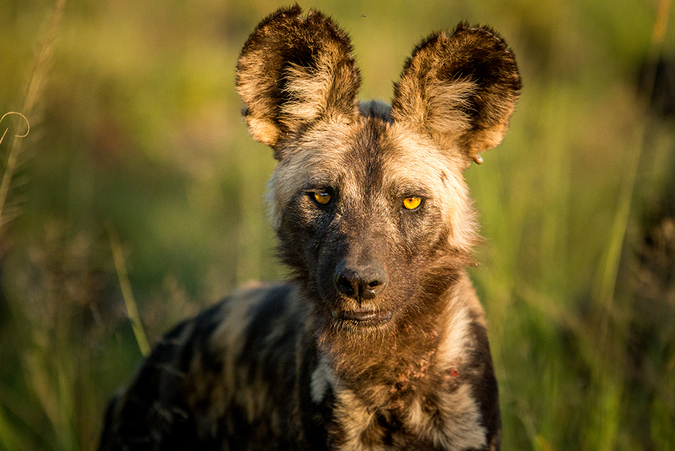 African wild dog