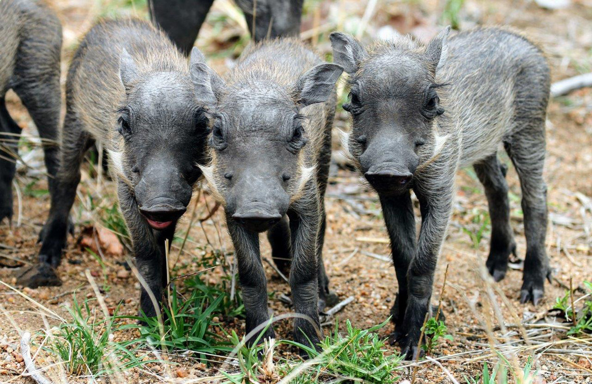 A trio of friendly warthog piglets outside Mopani camp in Kruger National Park, South Africa © Alfred Mark Watts