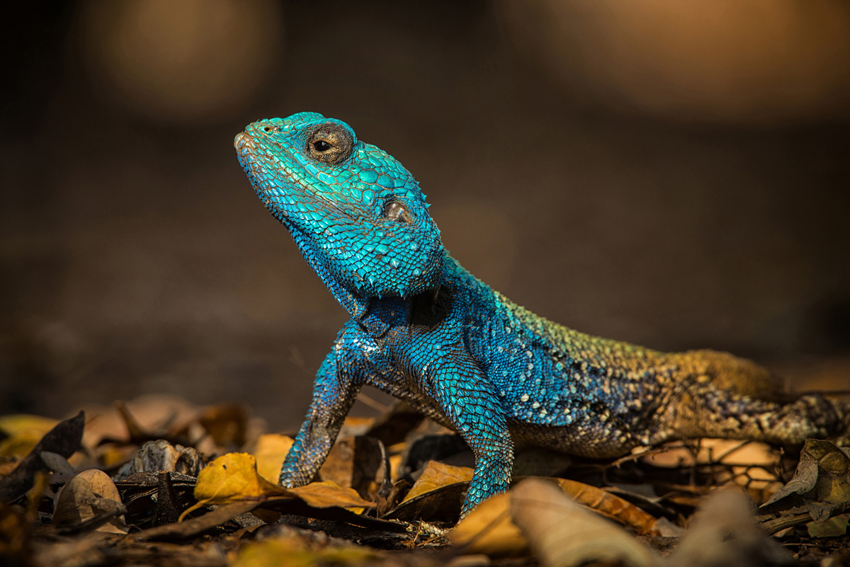 A colourful blue-headed agama takes a minute to pose in Kruger National Park, South Africa © Alice van Kempen