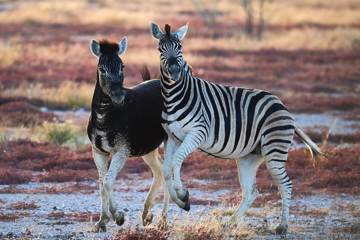 An abundistic (or pseudo-melanistic) zebra in Etosha National Park, Namibia © Andrea Marzorati