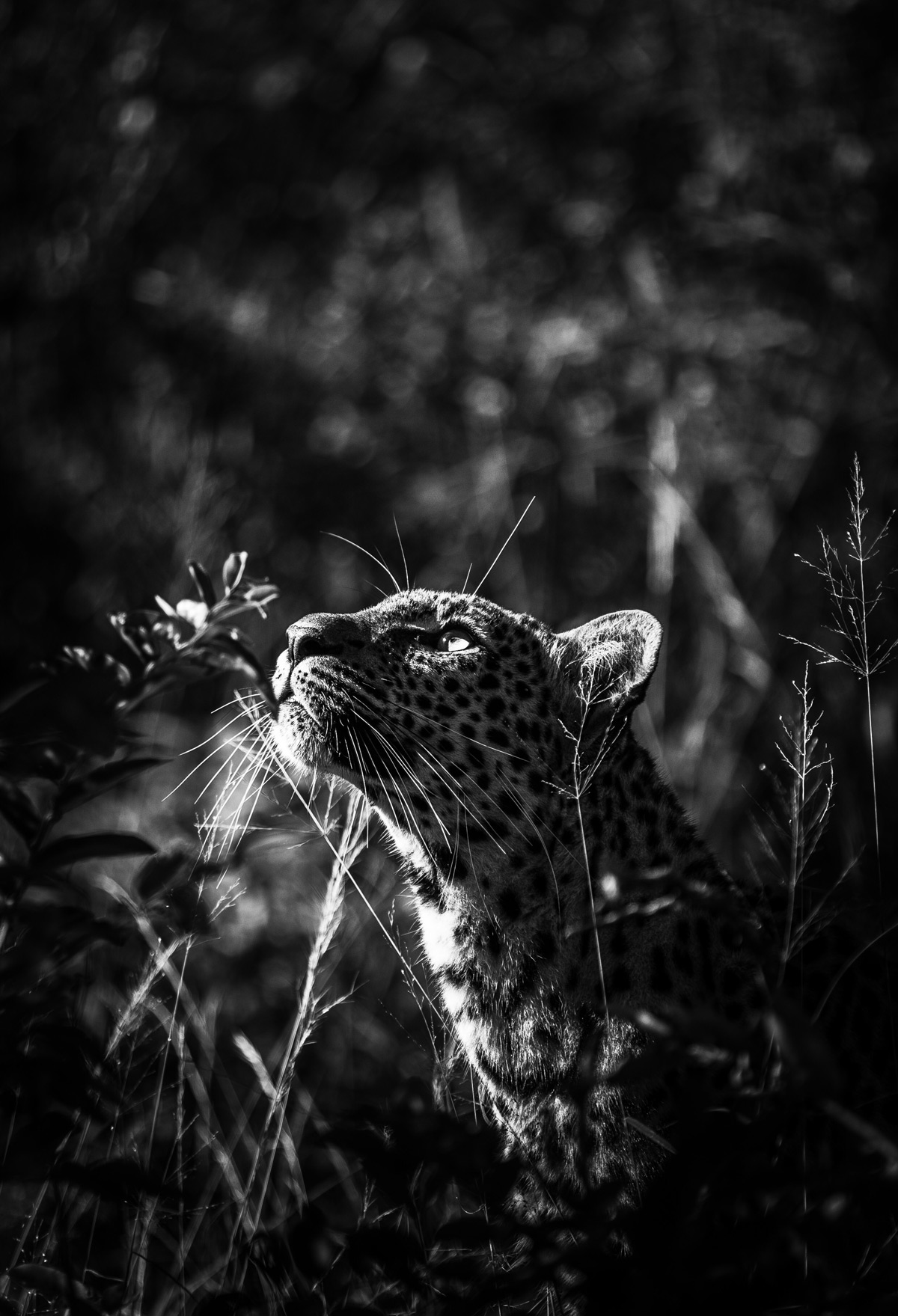 A young leopardess spotted in Kapama Private Game Reserve, South Africa © Andrew Taylor