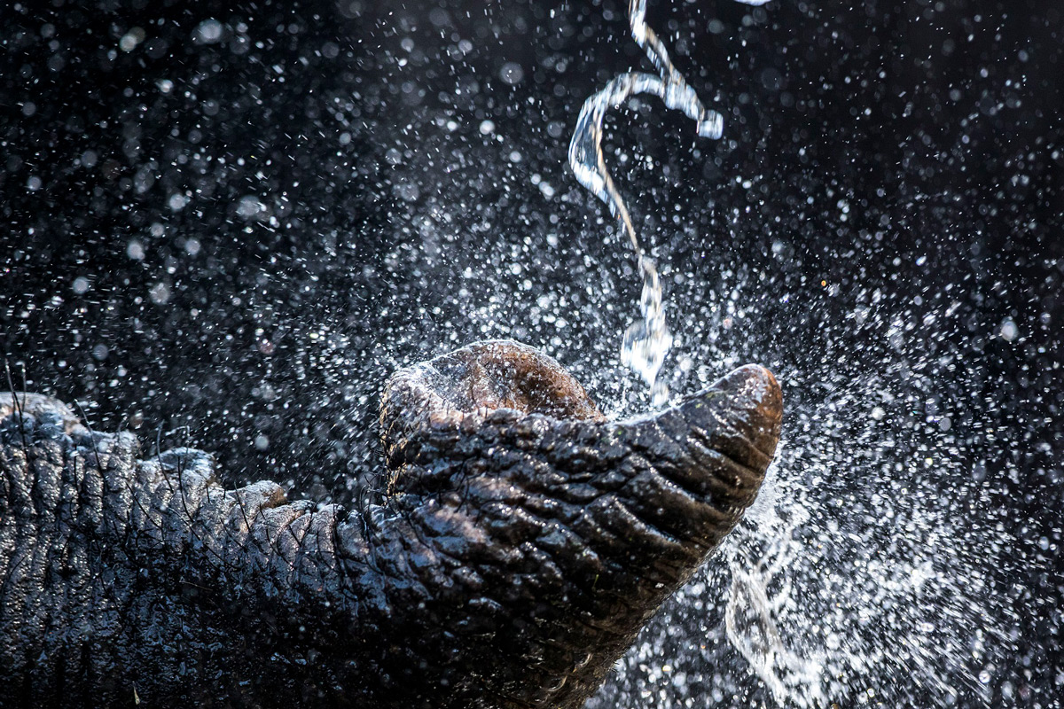 Close up of an elephant's trunk while drinking water in Manyeleti Private Game Reserve, South Africa © Armand Grobler