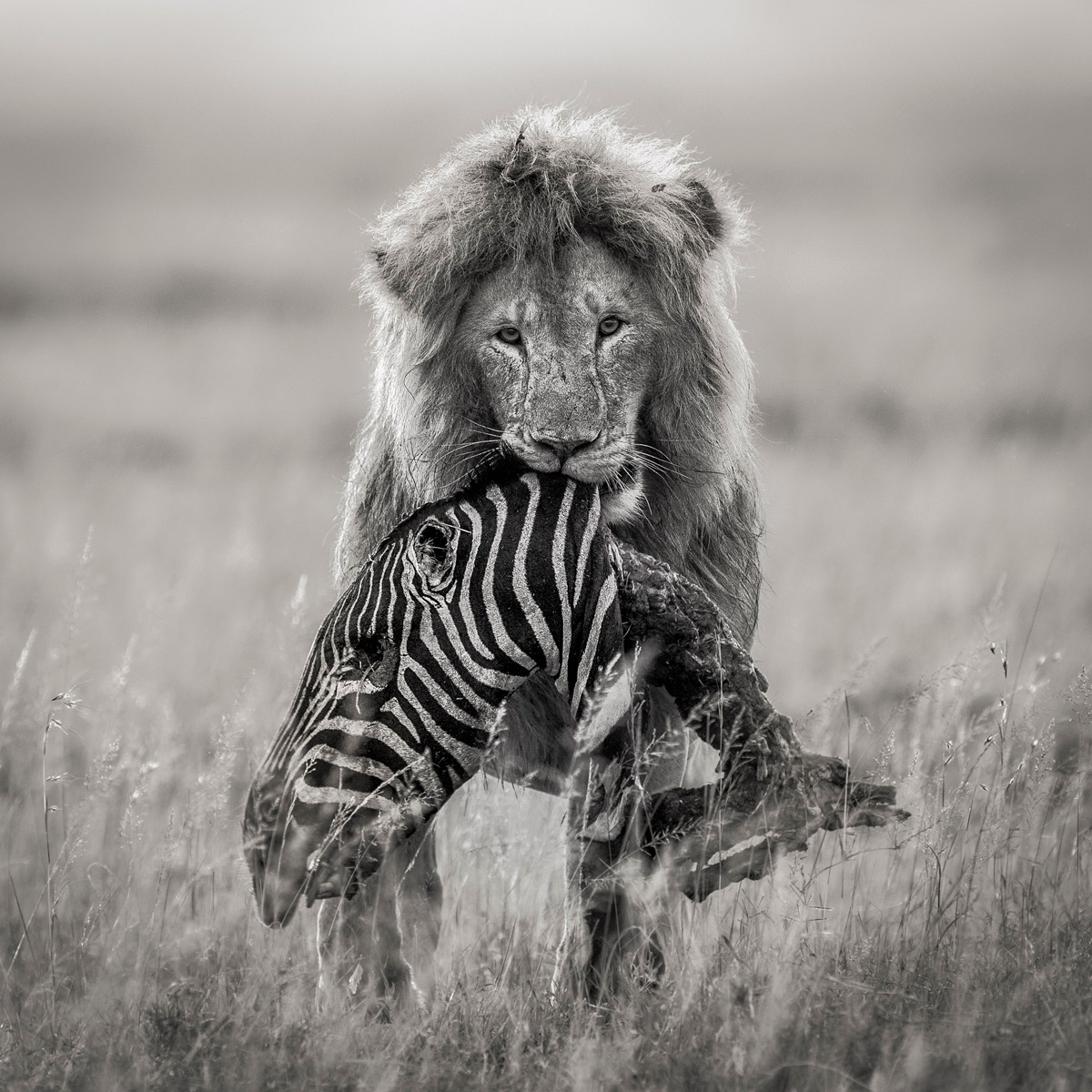 A lion walks with the remains of a zebra in Serengeti National Park, Tanzania © Artur Stankiewicz