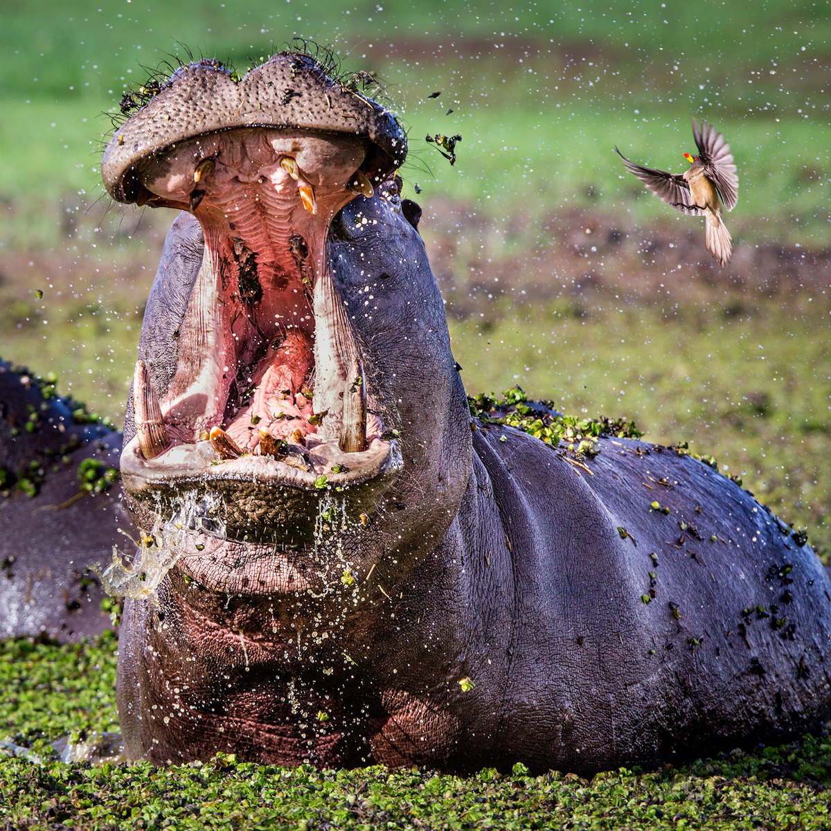 "Hippo explosion" – a yellow-billed oxpecker gets a surprise as a large hippo bull erupts in a threat display towards another bull who ventured too close in Okavango Delta, Botswana © Beth Stewart