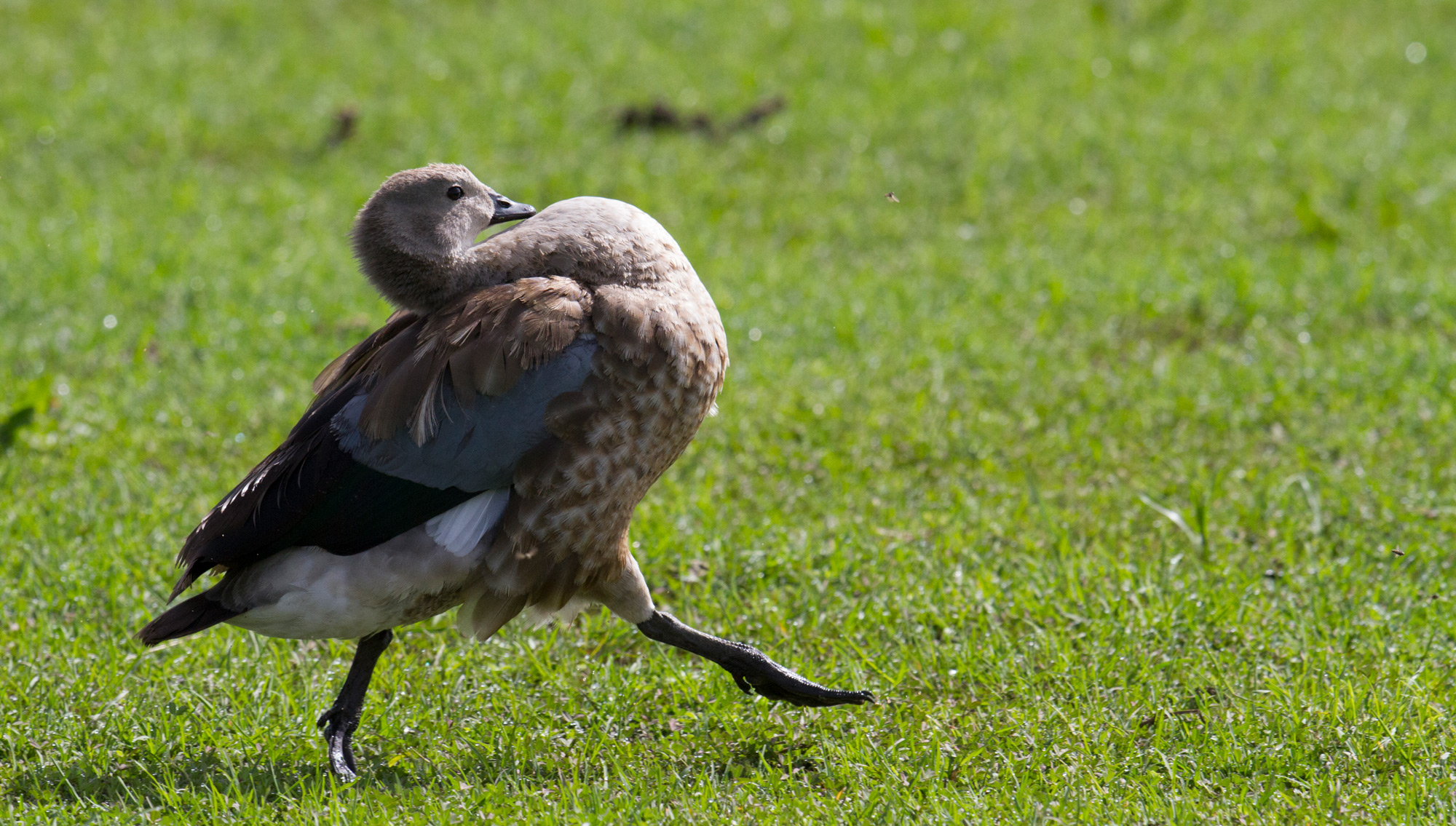A blue-winged goose © Lex van Vught
