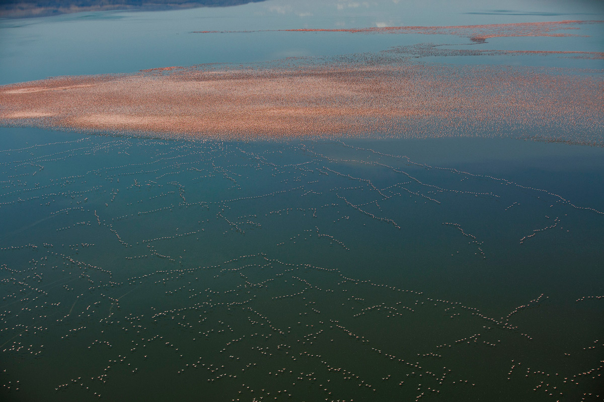 Massive flocks of flamingos on Lake Logipe, Kenya © Bobby Neptune