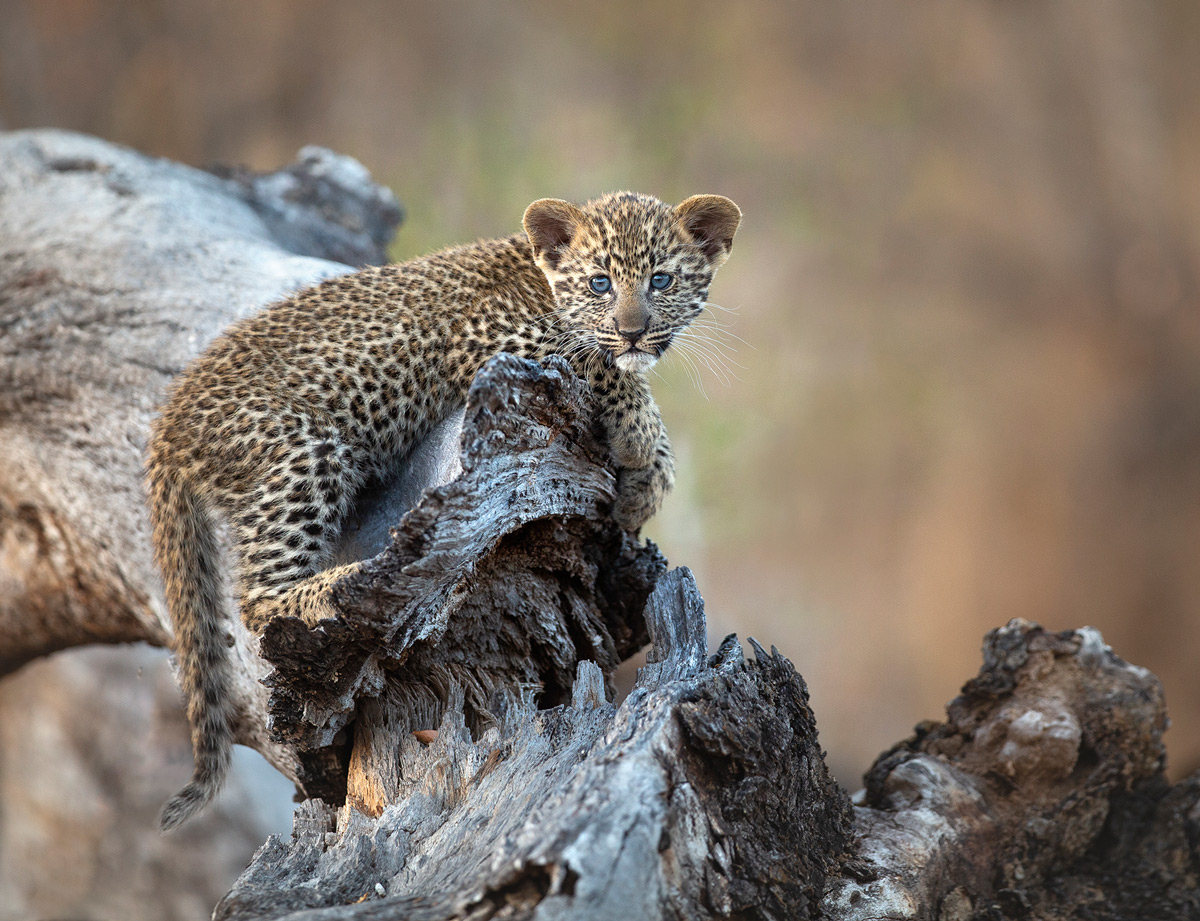 An adorable blue-eyed leopard cub in Sabi Sands Private Game Reserve, South Africa © Carol Barry