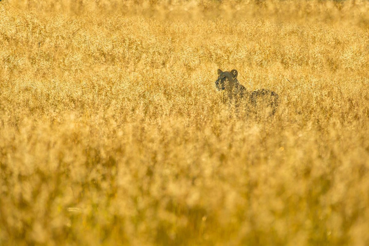 A lioness peers through the golden grass in the early morning in Okavango Delta, Botswana © Charlie Lynam