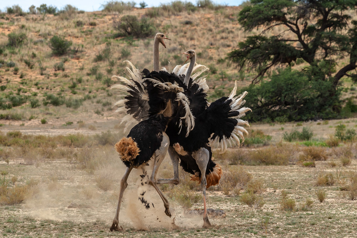 Two male ostriches get into a fight in Kgalagadi Transfrontier Park, South Africa © Charlie Lynam