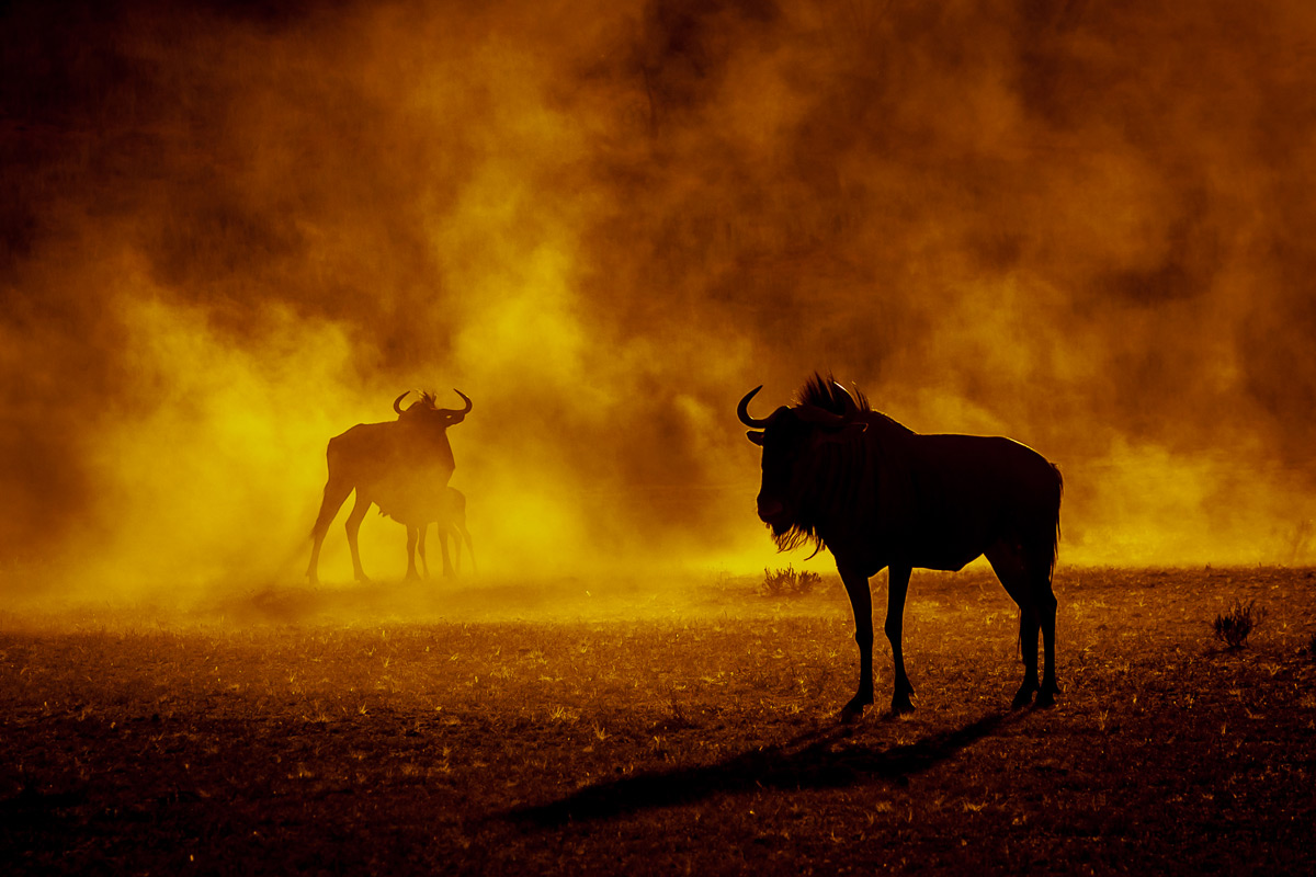 Wildebeests and dust at sunset in Kgalagadi Transfrontier Park, South Africa © Charlie Lynam