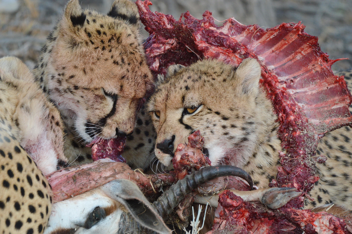Cheetahs feed on a springbok in Kgalagadi Transfrontier Park, South Africa © Charmane Baleiza