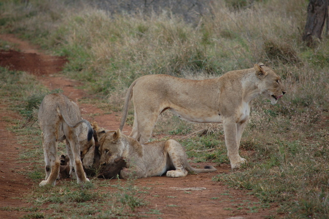 A Scene From Pride Rock And The Confidence Of Young Lion Cubs - Africa 