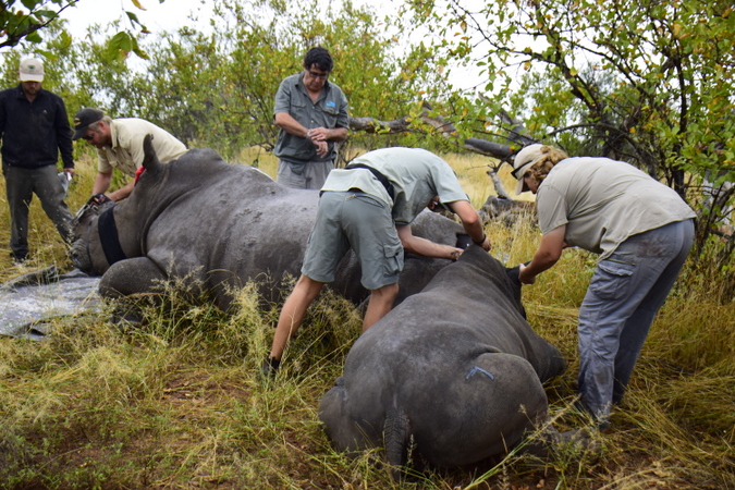 Team stabilising rhino and calf