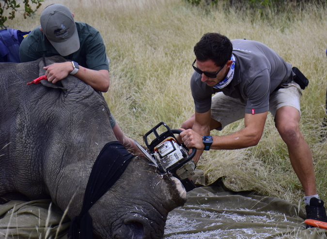 Team dehorning a rhino