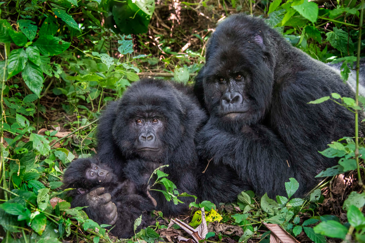 Rugendo, a dominant male silverback mountain gorilla, with his family in Virunga National Park, Democratic Republic of the Congo © Dale Davis
