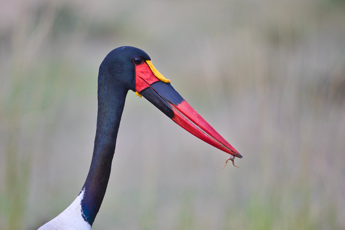 A saddle-billed stork with its tiny prey in South Luangwa National Park, Zambia © Daniela Anger