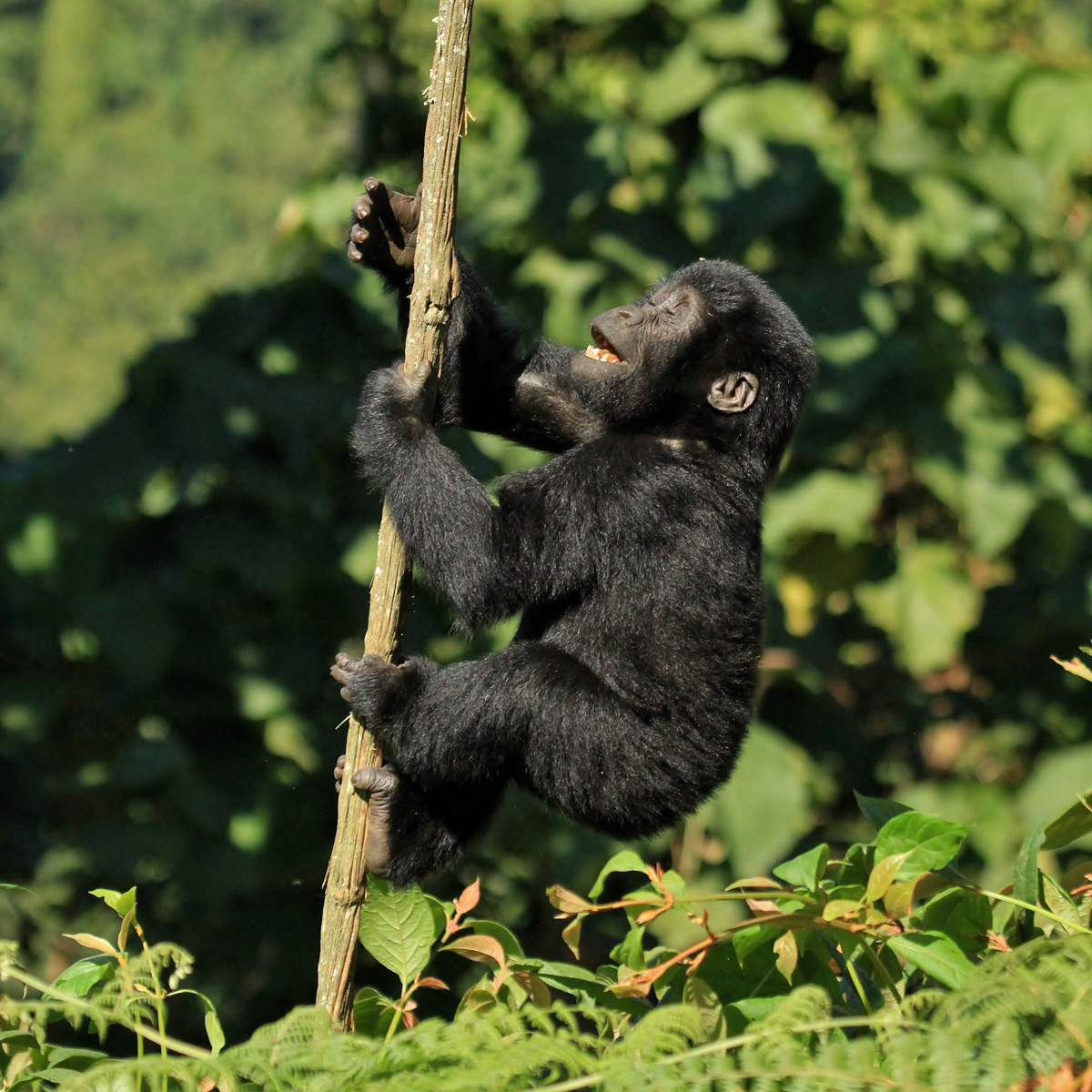 "Children of the forest" – an infant mountain gorilla climbs a vine in Bwindi Impenetrable National Park, Uganda © Darren Colello