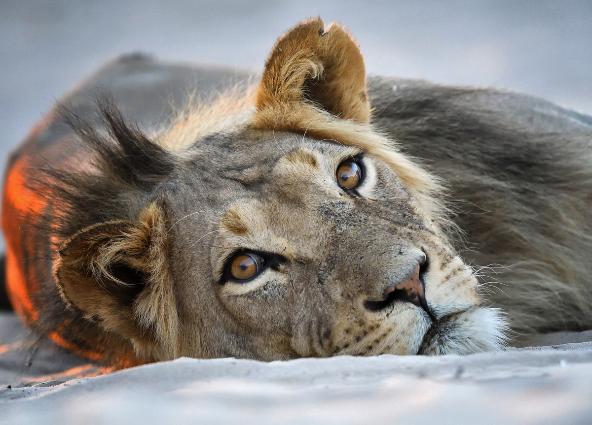 A young lion rests in Mabuasehube Game Reserve, Botswana © Dave Pusey
