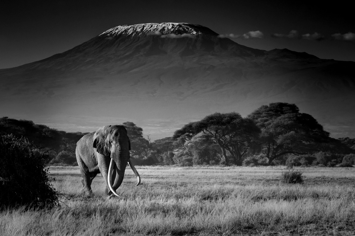 Tim, the iconic tusker, makes his way to the marshlands in Amboseli National Park, Kenya © Dean Bricknell