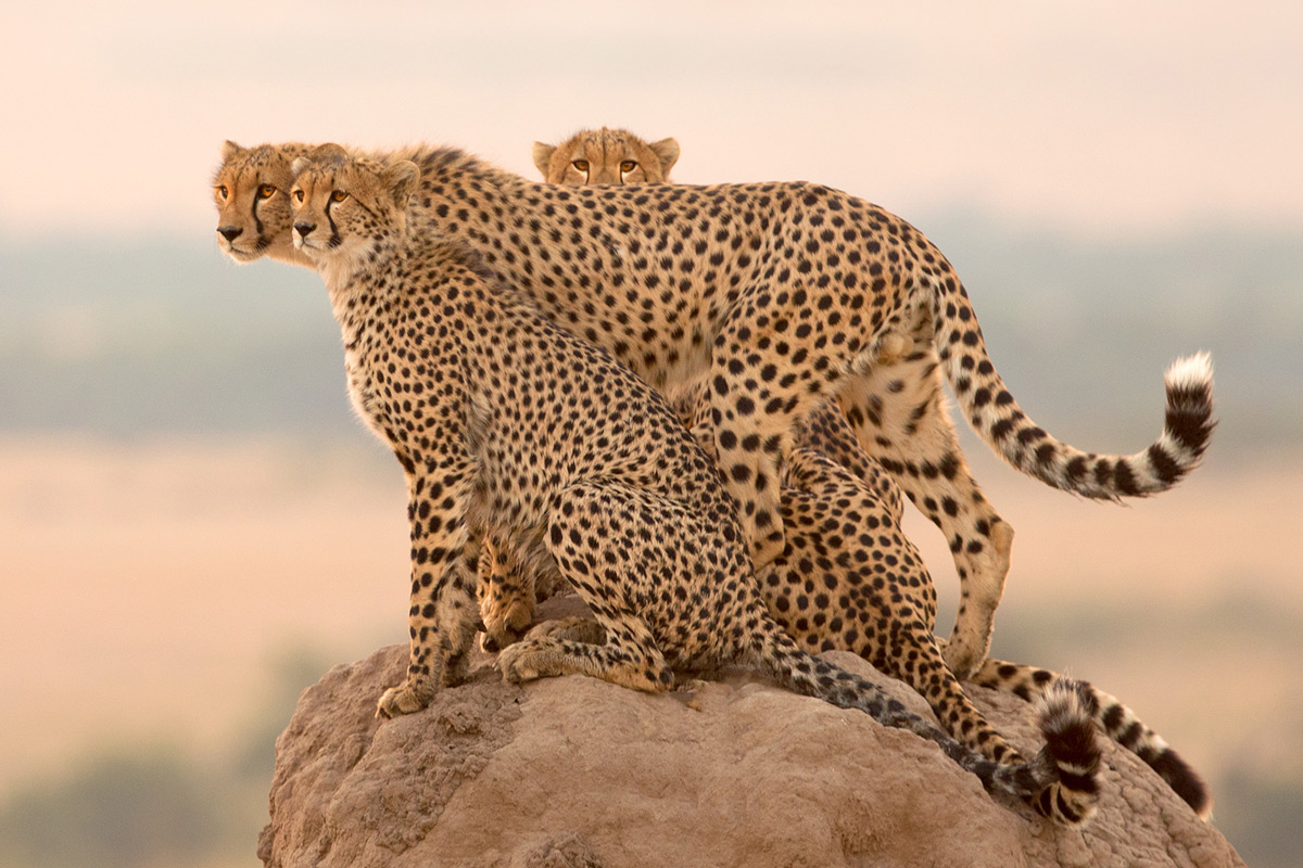 A mother cheetah and her three subadult cubs survey the plains in the late afternoon in Maasai Mara National Reserve, Kenya © Derek Howes