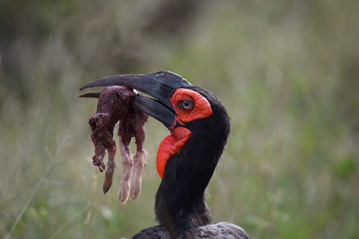 A southern ground-hornbill with the remains of a scrub hare in Kruger National Park, South Africa © Derek Whalley