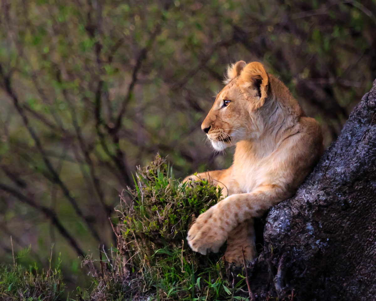 "A lion cub contemplating his future as a leader of his own pride" – Serengeti National Park, Tanzania © Doreen Lawrence