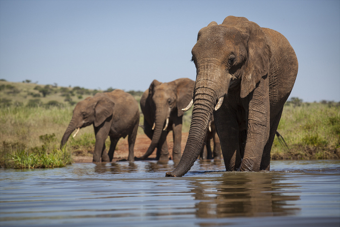 Elephant herd in the water