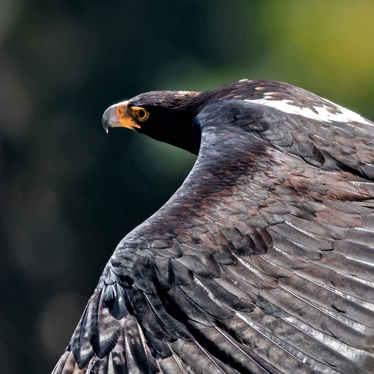 The mighty wing of the Verreaux’s Eagle, Walter Sisulu National Botanical Garden, South Africa © Ernest Porter