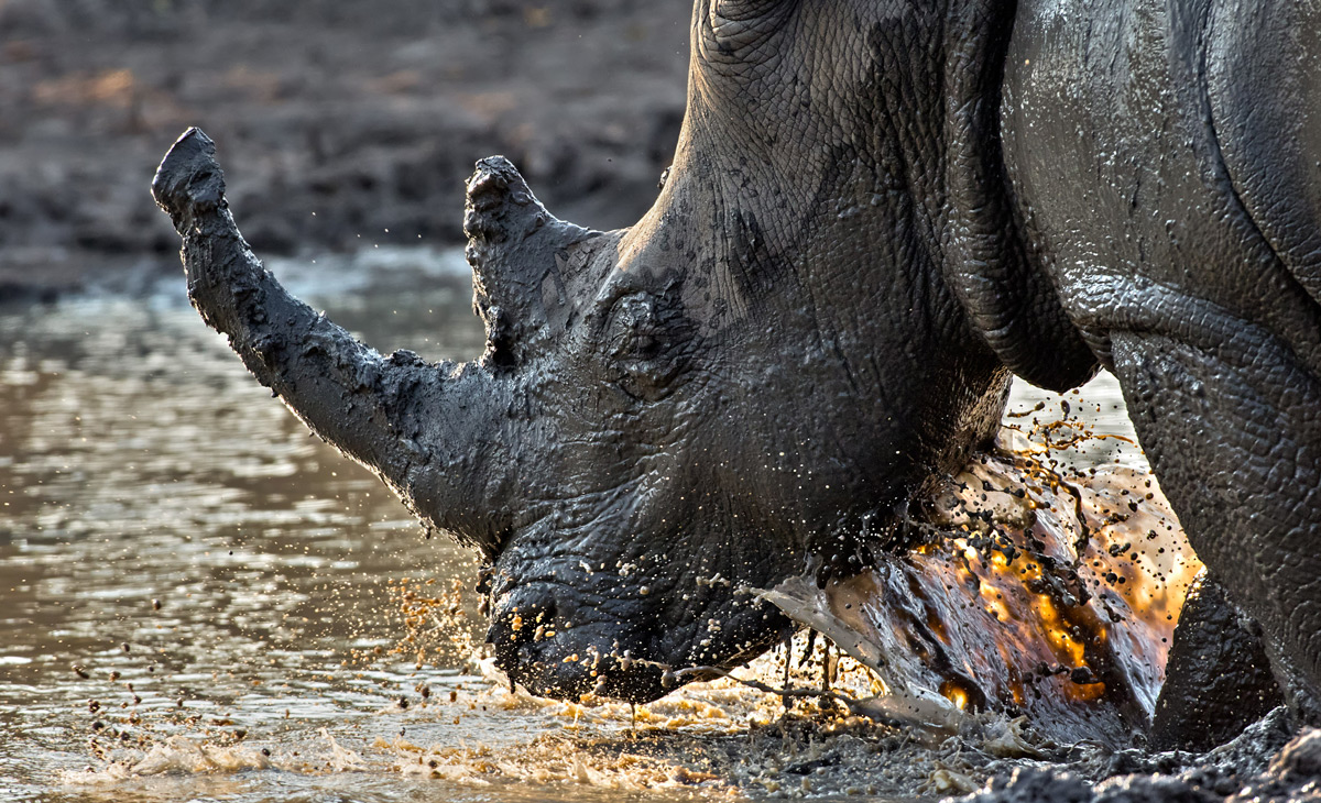 A white rhino takes a mud bath in Kruger National Park, South Africa © Ernest Porter