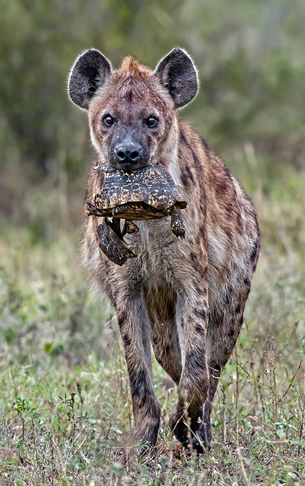 A spotted hyena with a leopard tortoise in Kruger National Park, South Africa © Ernest Porter