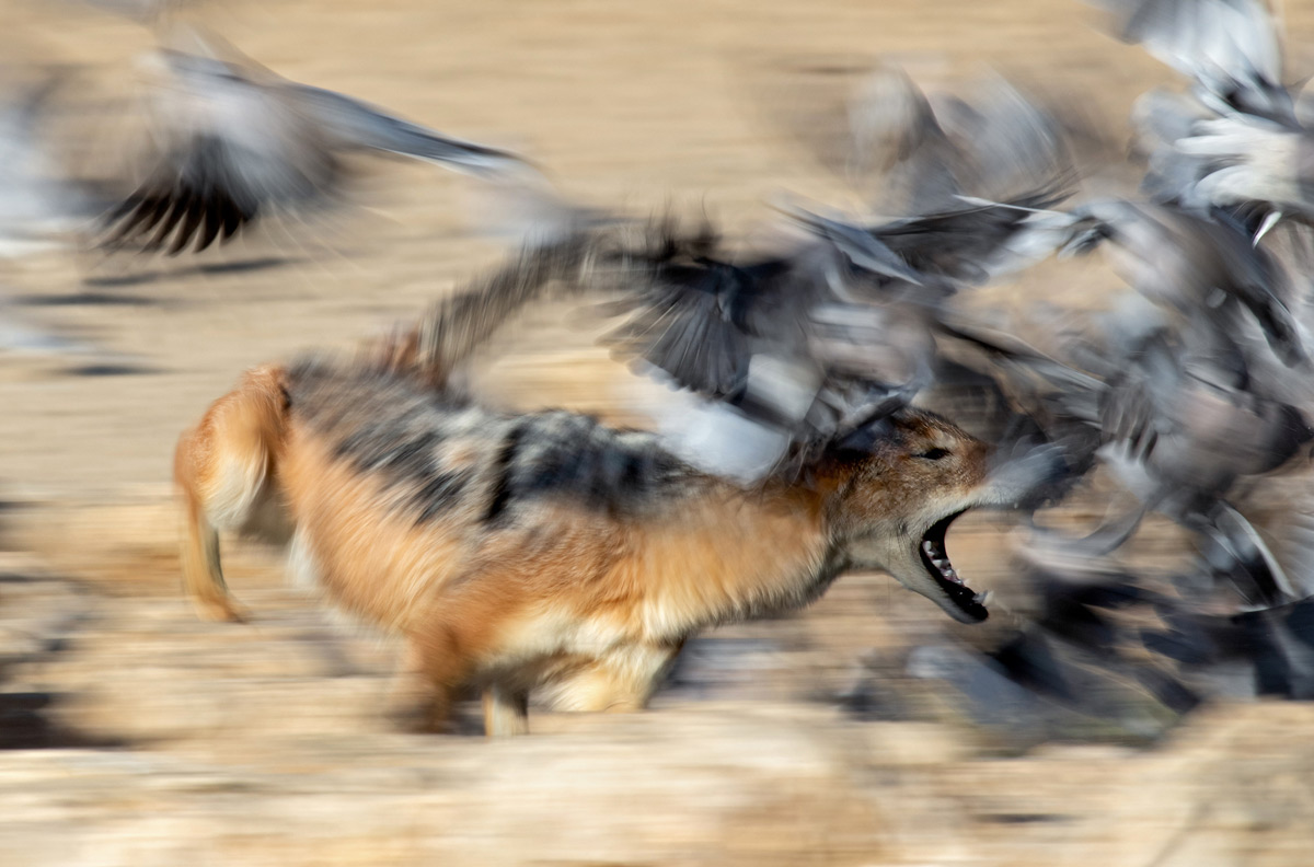 A black-backed jackal charges after doves in Kgalagadi Transfrontier Park, South Africa © Ernest Porter 