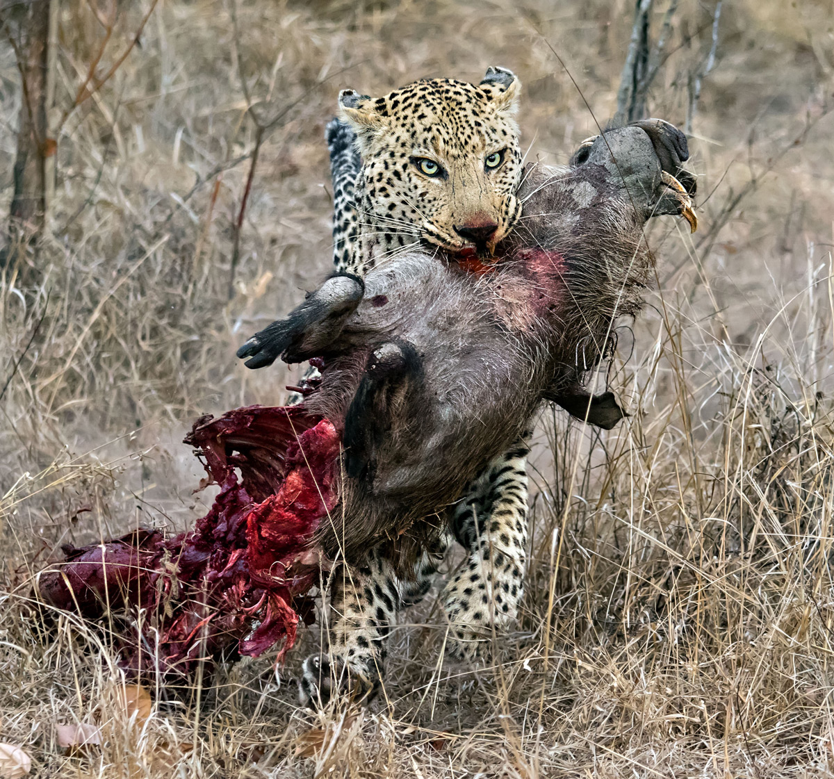 "This male leopard retrieved his warthog kill from a spotted hyena. Here he is running with the kill away from the hyena towards a tree" – Kruger National Park, South Africa © Ernest Porter 