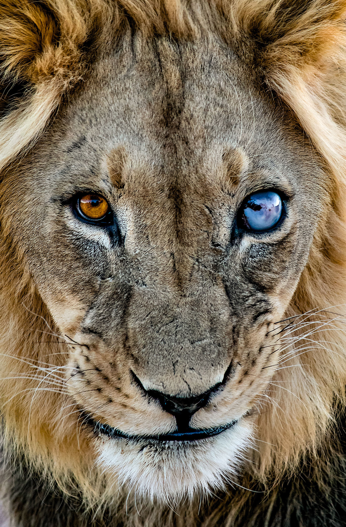 "Sun and moon" – a lion, blind in one eye, in Kgalagadi Transfrontier Park, South Africa © Ernest Porter