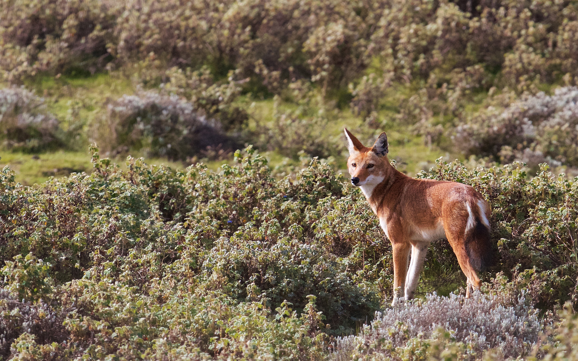 An Ethiopian wolf in Ethiopia