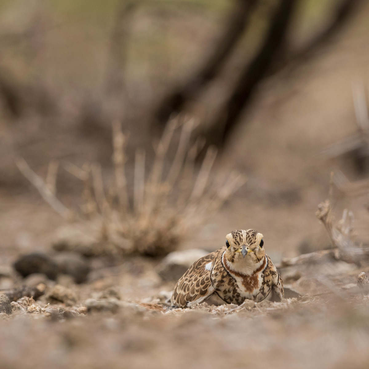 A three-banded courser spotted in the Rift Valley, Kenya © Faraaz Abdool
