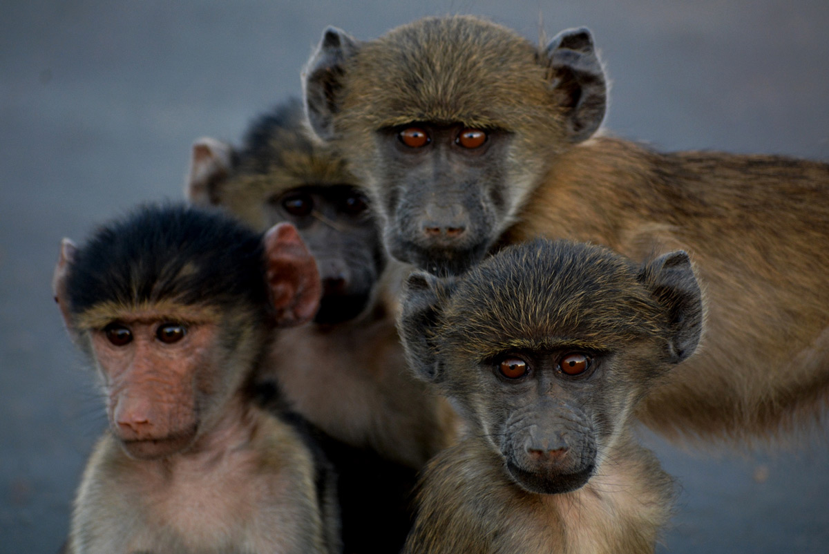 "The gang" – young baboons watch the photographer with interest in Kruger National Park, South Africa © Gabriella Kiss