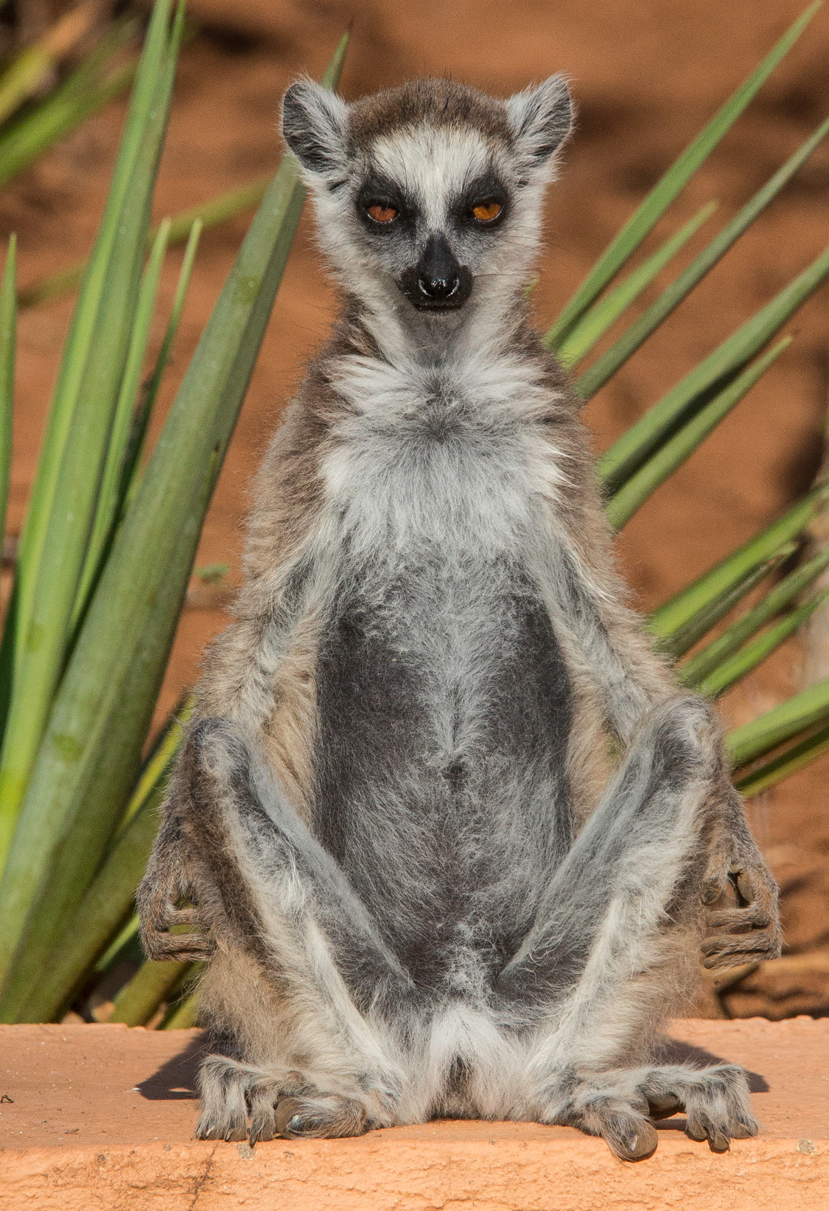 A 'meditating' ring-tailed lemur in the morning sun in Berenty Reserve, Madagascar © Gary Krosin