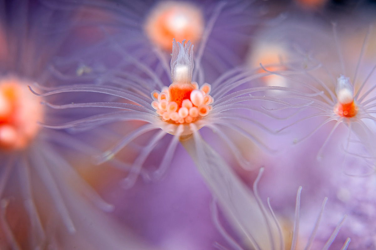"Avatar" – a tubular hydroid photographed with a 105mm macro lens pair at Justin’s Cave, along the Atlantic Seaboard, Cape Town © Geo Cloete