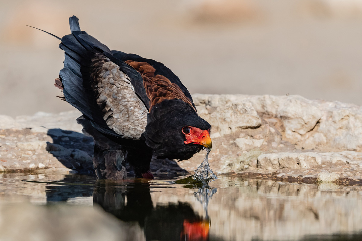 A bataleur drinks at a waterhole in Kgalagadi Transfrontier Park, South Africa © Gerald Knight