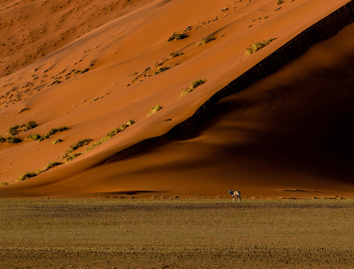 An oryx, dwarfed by a massive red sand dune, pauses to look at the humans observing it, in Namib-Naukluft Park, Namibia © Gerald Knight