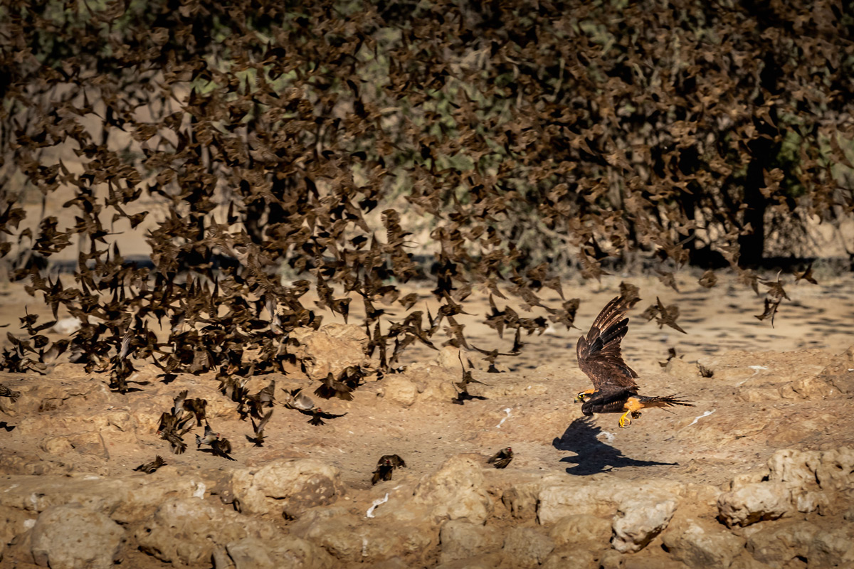 A lanner falcon comes in for the kill on a flock of red-billed queleas at a waterhole in Kgalagadi Transfrontier Park, South Africa © Gideon Malherbe