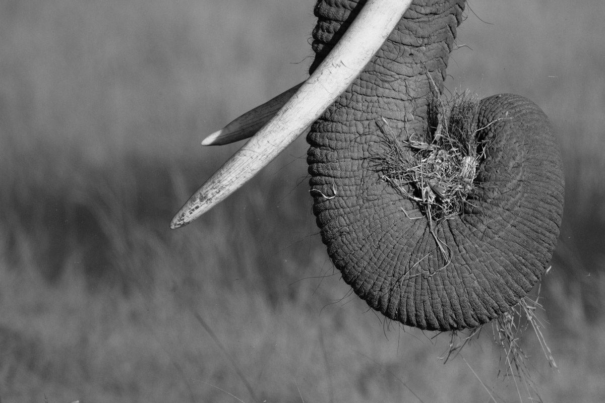 An elephant grazes in Amboseli National Park, Kenya © Grace Wangui