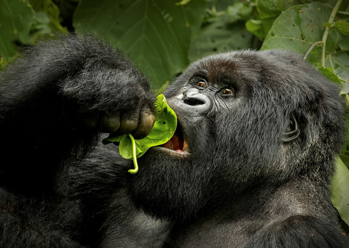 A mountain gorilla eats in Virunga National Park, Democratic Republic of the Congo © Hesté de Beer