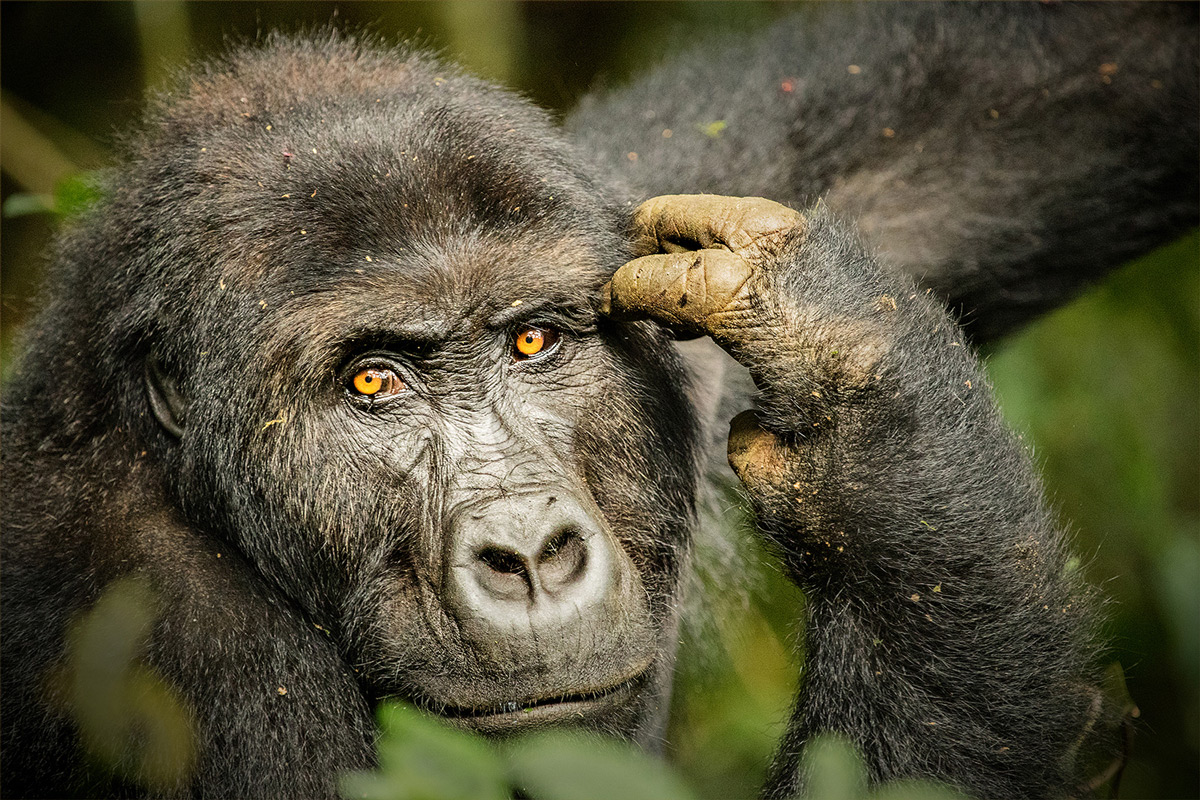 A female Grauer's gorilla in Kahuzi-Biega National Park, Democratic Republic of the Congo © Hesté de Beer