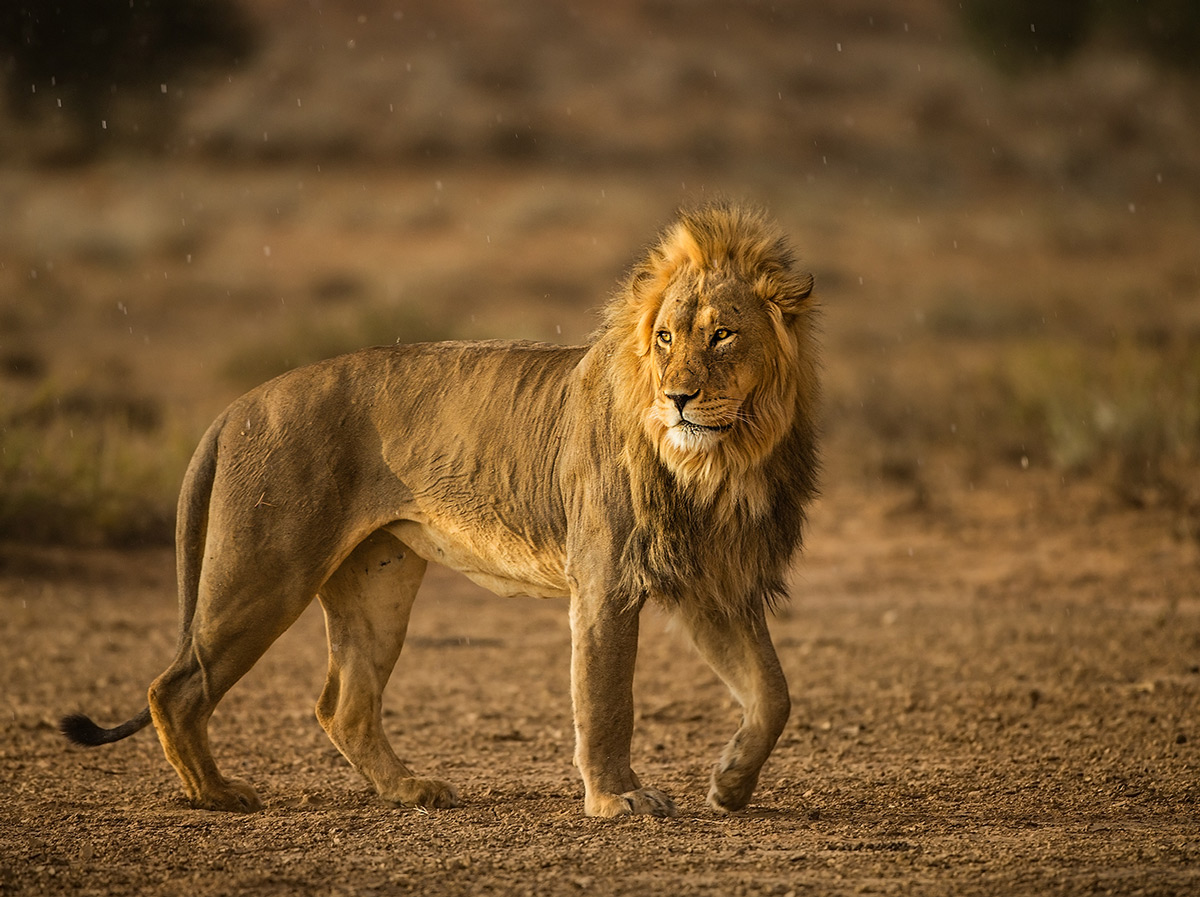 A lion walks in the evening rain in Kgalagadi Transfrontier Park, South Africa © Hesté de Beer