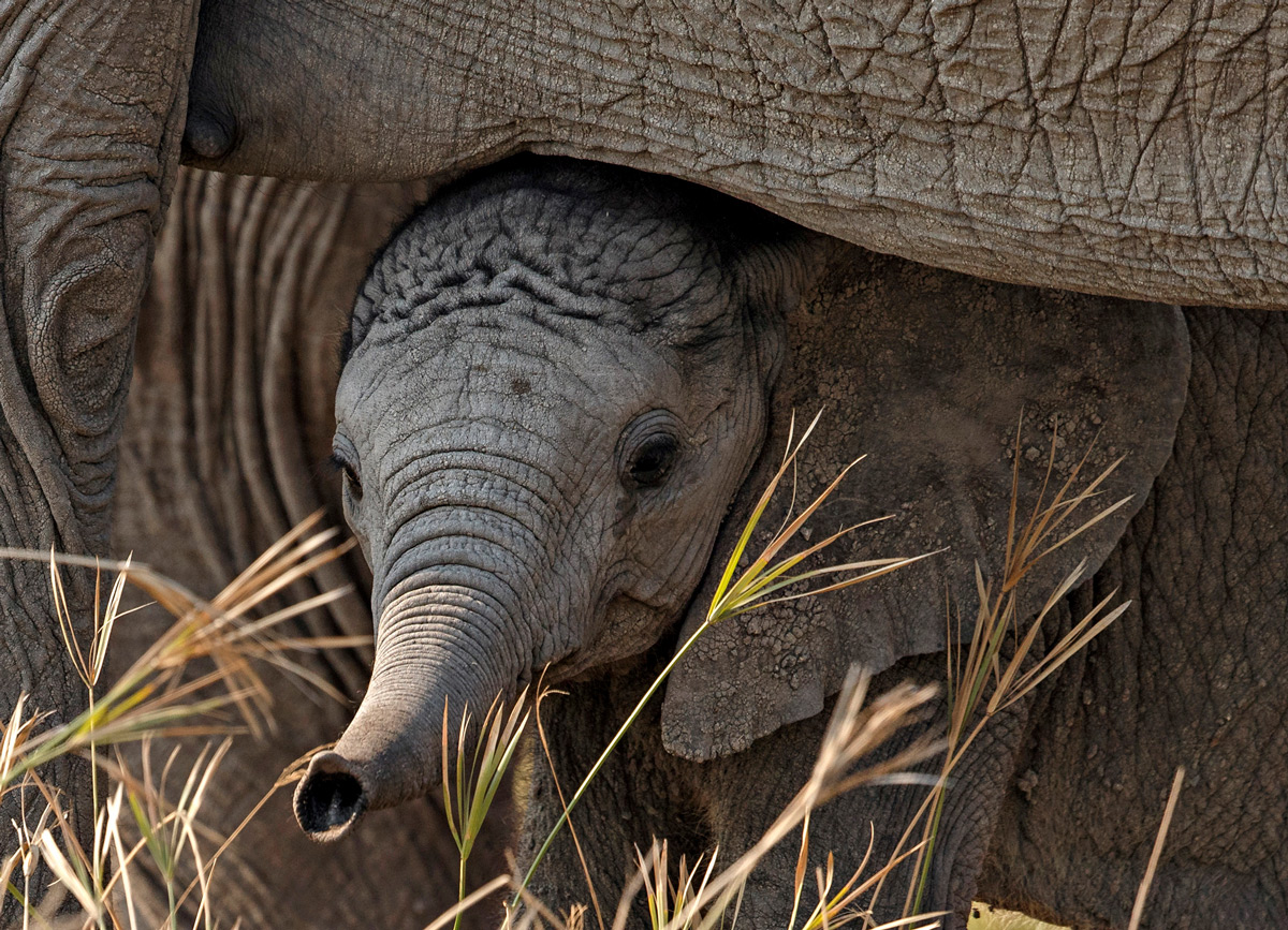 An elephant calf peers out from under his mother in Kruger National Park, South Africa © Hilda le Roux