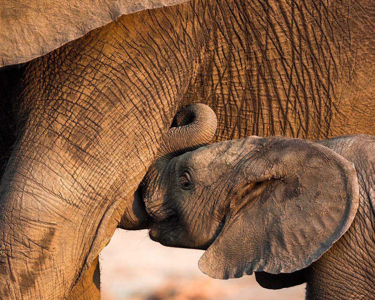 An elephant calf suckles from its mother in Kruger National Park, South Africa © Hilda le Roux