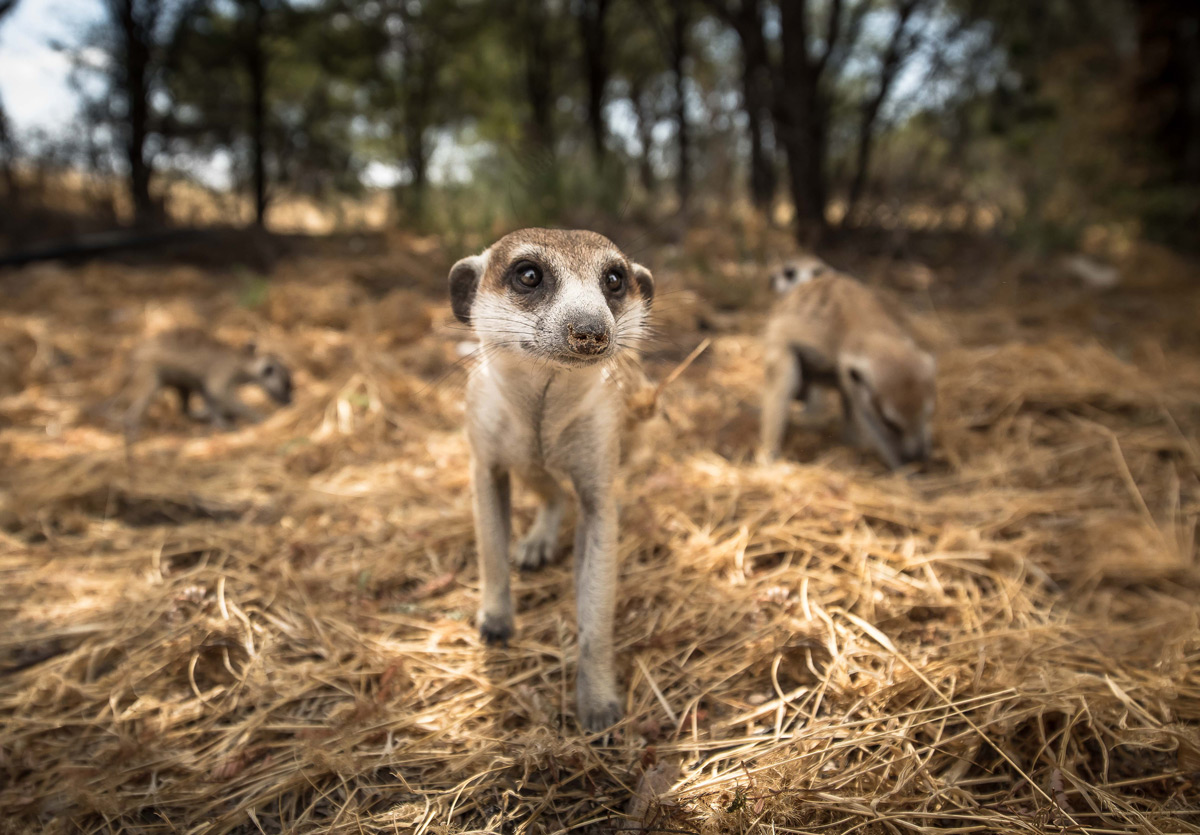 Up close and personal with meerkats in Kgalagadi Transfrontier Park, South Africa © Howard Patrick